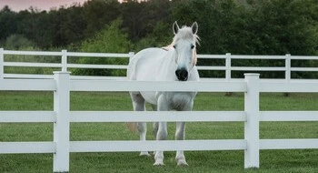 Completed white PVC farm fence along pasture with horses showing straight post alignment consistent rail spacing and proper gate installation demonstrating professional quality agricultural fencing result on working farm property Completed white PVC farm fence along pasture with horses showing straight post alignment consistent rail spacing and proper gate installation demonstrating professional quality agricultural fencing result on working farm property